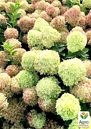 Саджанець Agro-Market Гортензія волотиста Little Fresco (контейнер P9) (180930) - мініатюра 2