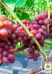 Саджанець Agro-Market Виноград Вовчик (найранніший термін дозрівання, дуже велика гроно) 1 шт. в пакуванні (48716) - мініатюра 2