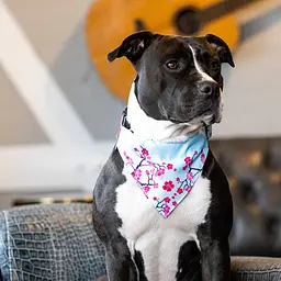 Бандана для собак Max & Molly Bandana Cherry Bloom на нашийник з принтом Вишневе цвітіння L - мініатюра 2