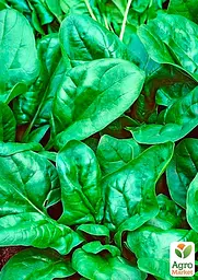Насіння Agro-Market Шпинат Матадор на вагу ціна за 7 г (22090) - мініатюра 2