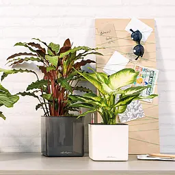 Вазон Lechuza Cube Glossy, 0.4 л, білий (13510) - мініатюра 11