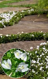 Саджанець Agro-Market Мазус White (квітучий килим у вашому саду) (153910) 1 шт. в упаковці - мініатюра 2