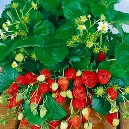 Полуниця Ампельна Agro-Market "Фреска F1" ( ремонтантний ранній сорт з великими плодами) (52650) 1 саджанець в упаковці