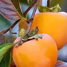 Хурма на віргінській морозостійкій підщепі Agro-Market "Голден Квін" вищий сорт! (190705) 2-річний саджанець в упаковці