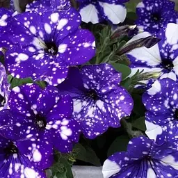 Петунія Alpetunia "Glacier Sky" (контейнер №10 висота 10-15см) (64512) 1 шт