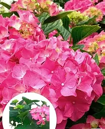 Гортензія Agro-Market Rosita Hydrangea macrophylla квітуча крупнолиста вазон С15 1 саджанець в упаковці - мініатюра 4