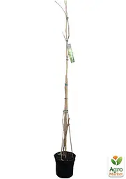 Саджанець Agro-Market LMTD Вістерія (гліцинія) Sinensis Alba 5-річна (висота 120-170см) (138254) - мініатюра 3