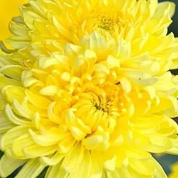 Хризантема кущова середньоквіткова "Amour Yellow" (112844) 1 саженец