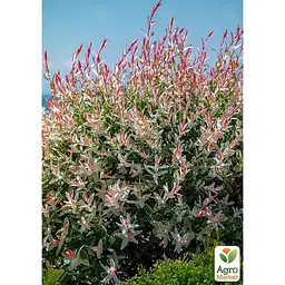 Саджанець Agro-Market Верба рожеволиста Flamingo (138664) - мініатюра 2
