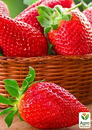 Саджанець Agro-Market Полуниця Мальга (Malga) (ранній, ремонтантний, великоплідний сорт) 5 шт. в пакуванні (122765) - мініатюра 2