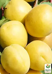 Саджанець Agro-Market Абрикос ананасовий Дарій (Darius) (преміальний, високоврожайний сорт, раннього терміну дозрівання) 1 шт. в упаковці (61698) - мініатюра 2