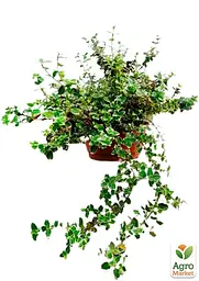 Саджанець Agro-Market Бересклет Форчуна 2-х річний Emerald Gaiety (висота 20-40см) (114816) - мініатюра 2