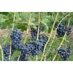 Саджанець Agro-Market Виноград Вікінг (ранній термін дозрівання, в гронах відсутня горошенія) 1 шт. в упаковці (19800) - мініатюра 3