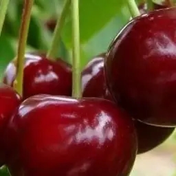 Саджанець Agro-Market Вишня Ерді Великоплідна (літній сорт, середньостиглий термін дозрівання) (20935) 1 шт. в упаковці - мініатюра 2