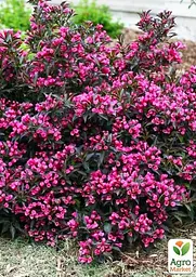 Саджанець Agro-Market Вейгела флорида квітуча 2-х річна Nana Purpurea С2, висота 20-40см (62119) - мініатюра 3