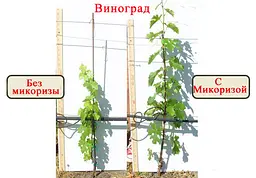 Ендо Мікориза 1,12 г Супер-концентрат - мініатюра 12