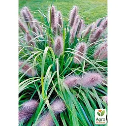 Пеннісетум лисохвостий Agro-Market Moudry вазон С2 (176620) 1 саджанець в упаковці