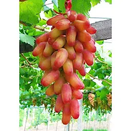 Саджанець Agro-Market Виноград Безига (середній термін дозрівання) 1 шт. в упаковці (35275) - мініатюра 3