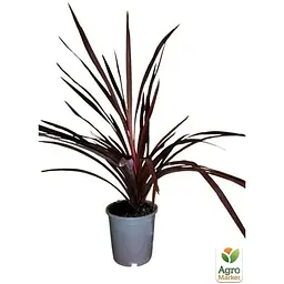 Саджанець Agro-Market Корділіна Red Star (висота 40-60 см) (112426) из Нидерландов 1 шт. в упаковці - мініатюра 2