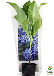 Саджанець Agro-Market Гортензія крупнолиста блакитна Блакитне небо (Blue sky) (24574) - мініатюра 3