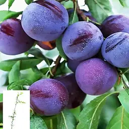 Слива колоноподібна Agro-Market Анже укорінена в контейнері саджанець 2 роки 101579 1 саджанець в упаковці