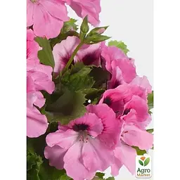 Саджанець Agro-Market Пеларгонія Королівська Aristo Light Pink Stipes (контейнер № 10 висота 10-20 см) (49110) 1 шт. в упаковці - мініатюра 2