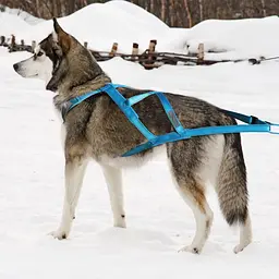 Тягова шлейка для собак V.PET.B.R H6 Red, 3XL Синій - мініатюра 2