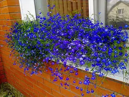 Насіння Лобелія Сапфір 0,1 г Gl Seeds - мініатюра 2