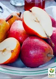 Саджанець Agro-Market Груша Генерал Тотлебен (зимовий сорт, пізній термін дозрівання) 1 шт. в упаковці (39878) - мініатюра 3