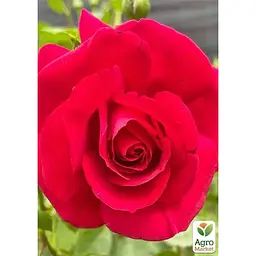 Троянда плетиста Agro-Market The Prince's Trust саджанець класу АА+ вищий сорт 1 шт. в упаковці (178144) - мініатюра 3
