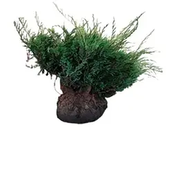 Саджанець Agro-Market Ялівець середній Mint Julep (ком/сітка) діаметр 100-120 см 1 шт. в упаковці (175612) - мініатюра 3