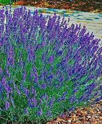Лаванда Agro-Market Angustifolia кімнатна англійська 2-річна 20-30 см з Нідерландів 1 саджанець в упаковці (178218) - мініатюра 2