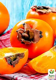 Саджанець Agro-Market Хурма Корольок на віргінській морозостійкій підщепі 1 шт. в упаковці (44807) - мініатюра 5