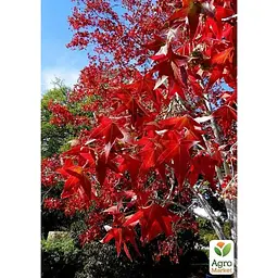 Саджанець Agro-Market Ліквідамбра смолоносна (Liquidambar styraciflua) контейнер P9 (50809) - мініатюра 3
