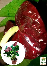 Саджанець Agro-Market Антуріум (Anthurium) Sempre 40-60 см кімнатний 1 шт. в упаковці (115203) - мініатюра 2