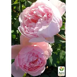 Троянда англійська Agro-Market The Alnwick Rose саджанець класу АА+ вищий сорт 1 шт. в упаковці (37123) - мініатюра 2