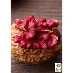 Саджанець Agro-Market Волоський горіх Роберт Лівермор (ексклюзивний, красноядрий, екзотичний) (61841) - мініатюра 2