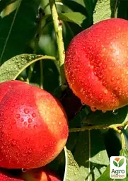 Саджанець Agro-Market Нектарин колоновидний Фантазія 1 шт. в упаковці (52686) - мініатюра 2