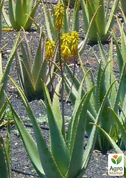 Саджанець Agro-Market Суккулент Aloe Vera 1 шт. в упаковці (51638) - мініатюра 3