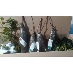 Саджанець Agro-Market Виноград Джованні (дуже раннього терміну дозрівання, не пошкоджується осами) 1 шт. в упаковці (20235) - мініатюра 5