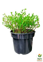 Саджанець Agro-Market Спірея Японська 2-річна Japanese Dwarf вазон С2, висота 15-25см (176828) - мініатюра 2