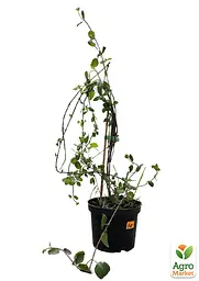 Жимолость "Serotina" (декоративна плетиста) С2 висота 50-90см (185348) 1 саджанець - мініатюра 2