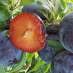 Саджанець Agro-Market Слива Лері Енн (39991) 1 шт. в упаковці - мініатюра 2