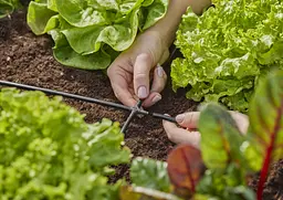 З'єднувач хрестоподібний Gardena Micro-Drip-System для шлангів 4,6 мм, 10 шт (13214-20) - мініатюра 2