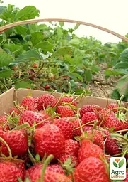 Саджанець Agro-Market Полуниця Спокуса (ремонтантний сорт один з кращих, ранній термін дозрівання) 5 шт. в пакуванні (44703) - мініатюра 3