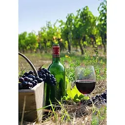 Саджанець Agro-Market Виноград Каберне Таврійський (винний сорт) 1 шт. в упаковці (44316) - мініатюра 2