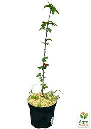 Черешня Agro-Market "Наполеон чорна" укорінена в контейнері (саджанець 2 роки) (153203) 1 саджанець в упаковці - мініатюра 4