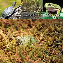 Сфагновий мох Repti-Zoo Sphagnum Moss 100 г (4,5 л) з Чилі для тераріумів і рослин - мініатюра 6