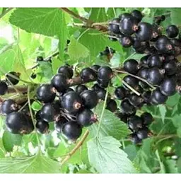 Саджанець Agro-Market Смородина чорна Краса Львова (середньо-пізній термін дозрівання, великоплідний сорт) 1 шт. в упаковці (17534) - мініатюра 3