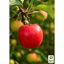 Саджанець Agro-Market Яблуня Аріва (зимовий сорт, пізній термін дозрівання) 1 шт. в упаковці (188002)
